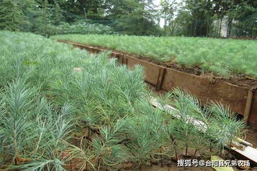 五针松树苗的价格因素