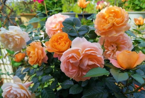 月季花，多色的美丽使者