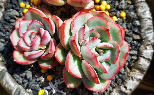 莲之花，真名是莲还是芙蓉