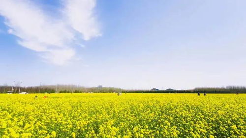 金黄海洋，油菜花田的震撼色彩与秘密