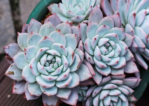 紫贝花养护小窍门：修剪的蕞佳时机揭秘