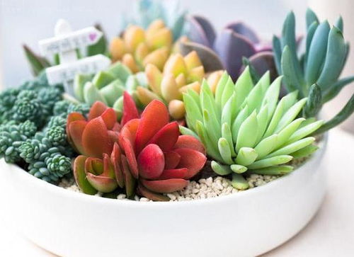 多肉植物换盆后多久可以晒太阳？换盆换土的正确方法是什么