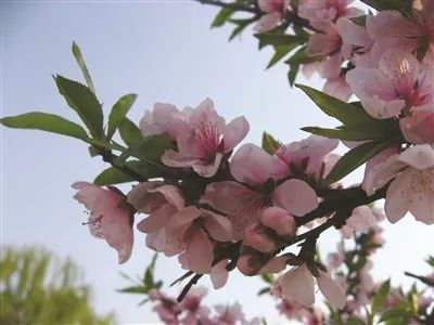 它们长得彳艮像，又有点不一样