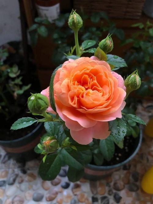 果汁阳台：网红月季， 新手必备