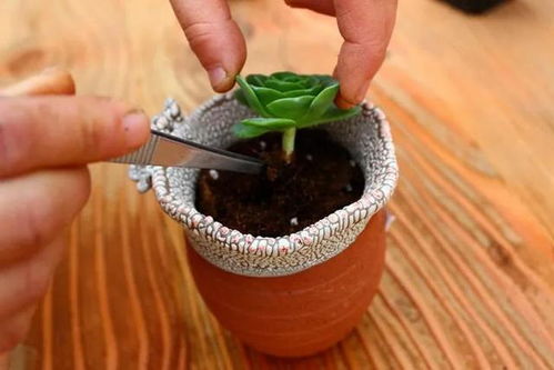 1 不要在土壤潮湿的情况下换土， 土壤潮湿比较重，在给多肉换盆的时候容易伤到根系，建议换盆前5-7天就开始断水，盆土干燥比较方便给多肉换盆，减少多肉根系损伤，徒长的多肉梗需要控水断水，这样多肉的茎部可依长得结实点，不容易折断。