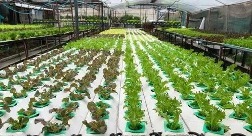 无土栽培豆芽需要哪些具体步骤和注意事项