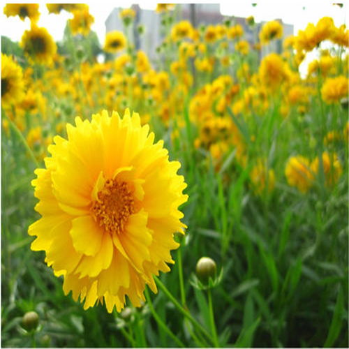一、 选择耐寒草花，打造低维护花园