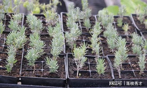 薰衣草的养护要点