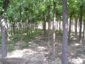 国槐小苗的培育与选购