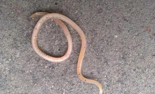 洗衣机洗不干净衣服上的虱子？揭秘阴虱卵的清除之道