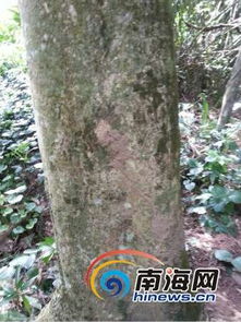 沉香树种植技术要点有哪些？如何提高沉香树成活率和产量