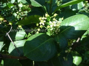 胶东卫矛， 耐寒耐修剪