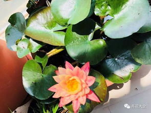 鸡蛋花在北方养护，如何使其生长旺盛且不掉苞