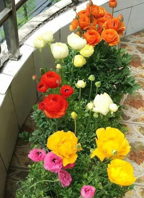 芹菜牡丹：秋冬春季，光照充足