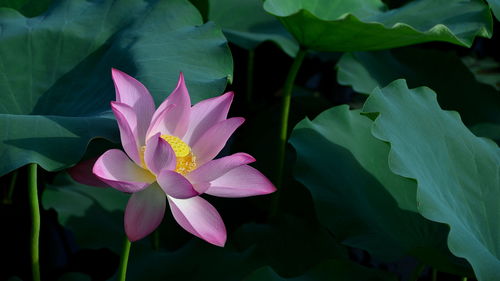 南方地区荷花种植的注意事项