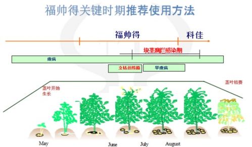 2. 合成高分子载体