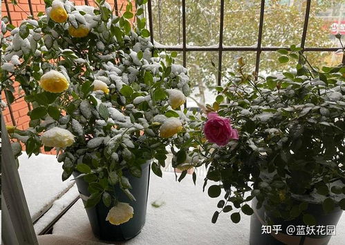 造型月季：精品中的精品