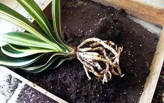 蝴蝶兰换盆断根不用剪？揭秘神奇养护秘诀！
