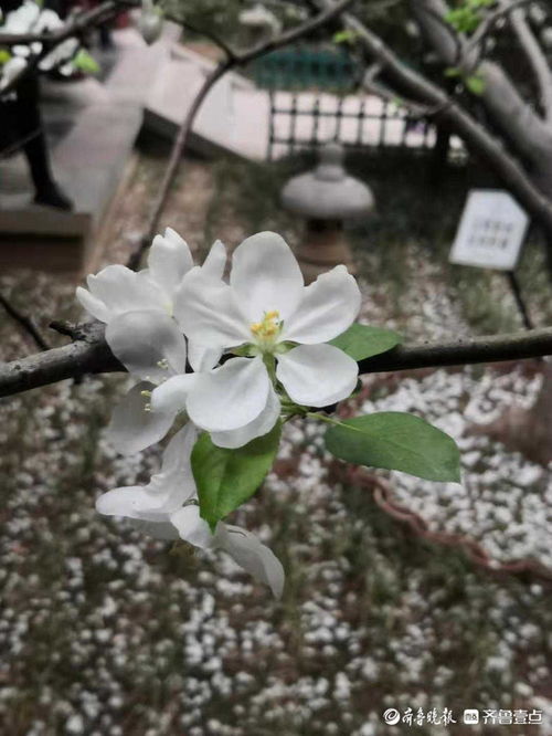 茶蘼花，香气袭人