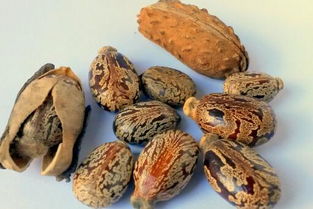 种子得讲究储存