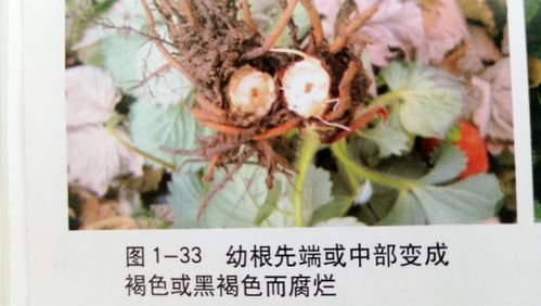 乙蒜素，科学用药是关键