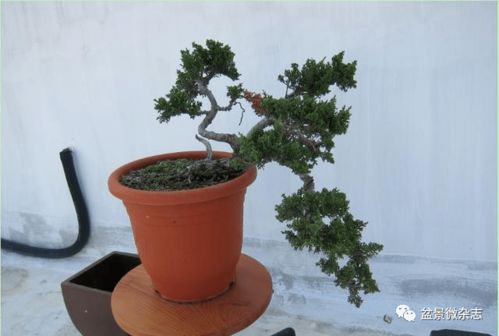 清香木换盆时间及注意事项，掌握换盆技巧