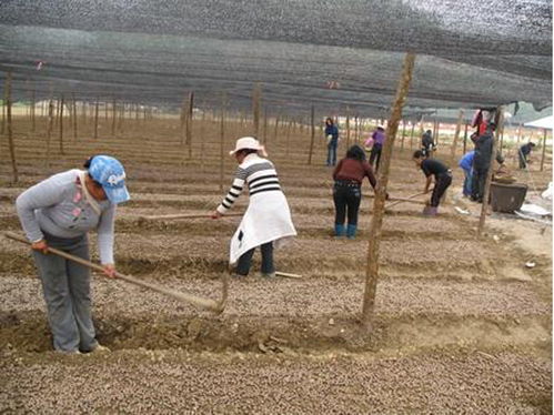 晒种：提高出苗率的神秘仪式