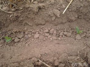 拌种用量，关键kan作物