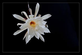 夜晚绽放的智慧