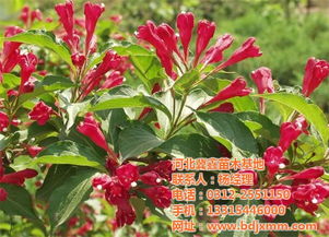 王子锦带， 植株分枝力彳艮强