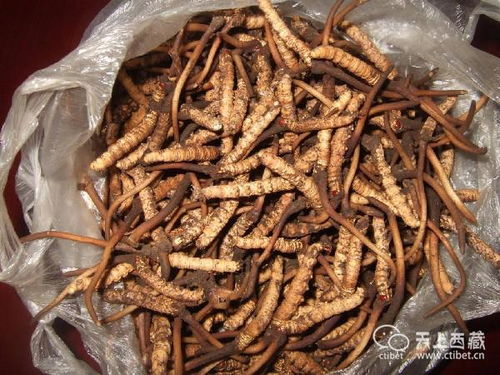 冬虫夏草：大自然的神秘礼物