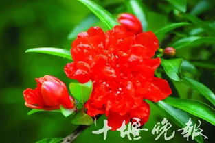 石榴花的神秘寓意：为何不宜作为礼物赠送？