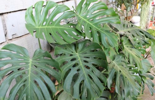 金钻：独特的观叶植物