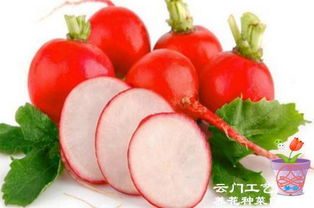 夏辣椒：鲜菜椒与干菜椒的种植技巧