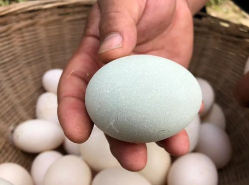 鸭蛋饲料每吨价格是多少？不同品牌或产地价格有差异吗？