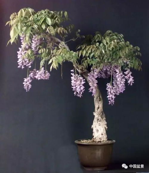 移栽紫藤， 小心根系