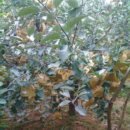 苹果苗的新品种与种植信息