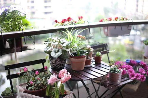 夏日阳台花园，这些耐热开花植物你不可错过！