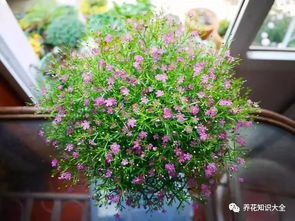 满天星花籽怎么泡？需要多久才能发芽
