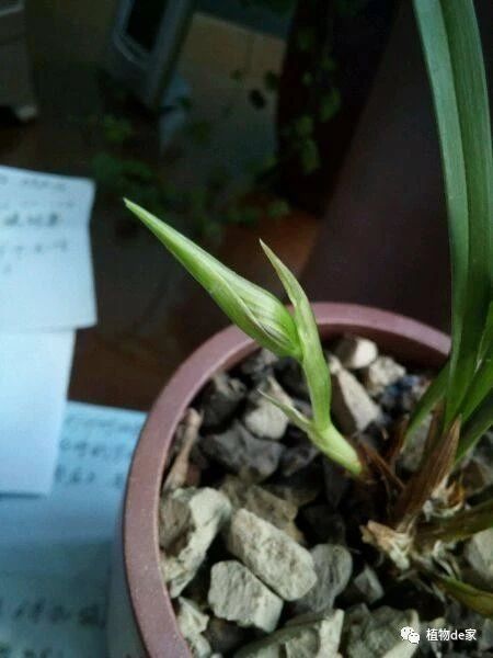 怎么让春兰开花