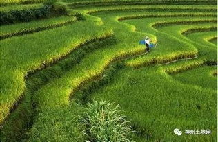 果树下面养殖什么最赚钱？想搞养殖场该去哪个部门咨询？