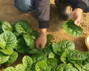 香葱、 韭菜、生菜种植方法