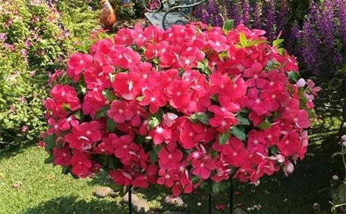 红花檵木：长寿的象征