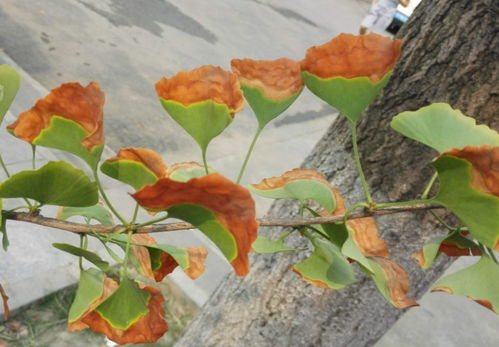 石榴花叶子发黄怎么办？是土壤问题还是病虫害