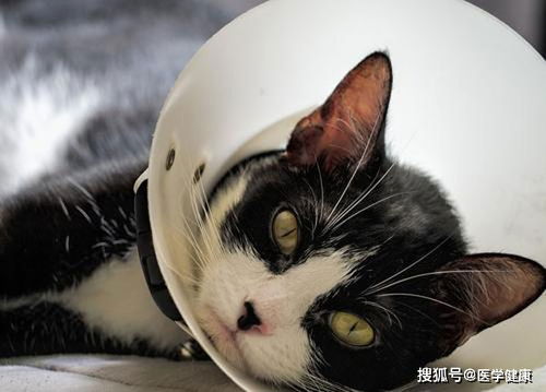 猫咪误食杀虫剂后应该立即采取哪些紧急措施来救治？