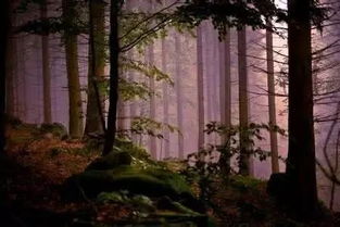 锻炼嗅觉的小方法