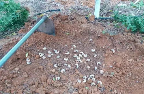 排水性也要讲究