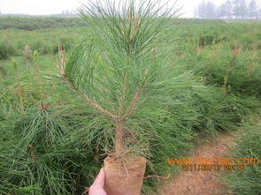 樟子松苗木种植技术和病虫害防治方法