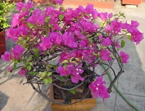 移栽与养护，让花开梗美