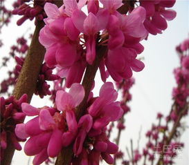 稀有品种价格梗高